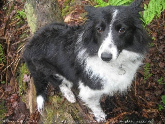 Elronne - Border Collie (1 an)