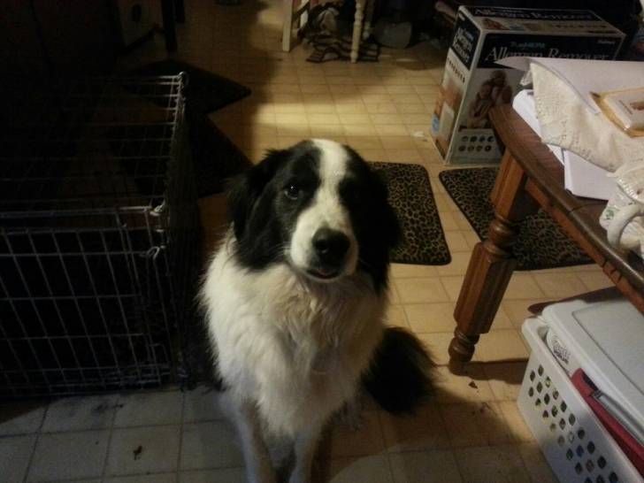 Gordie - Border Collie Mâle (8 ans)