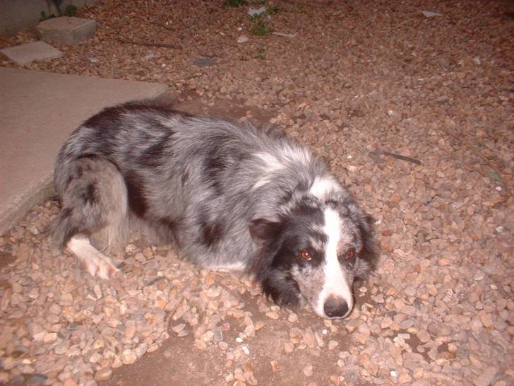 vandal - Border Collie Mâle (6 ans)