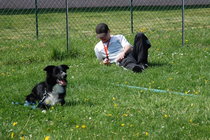 heros - Border Collie Mâle (3 ans)