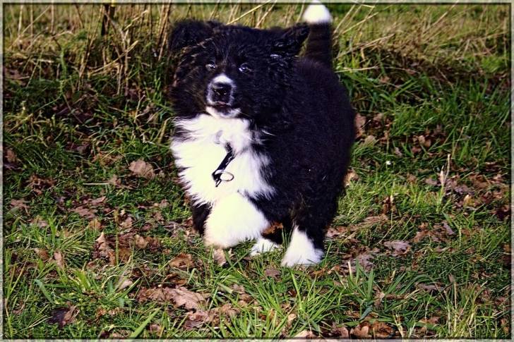Kurt - Border Collie Mâle (1 an)