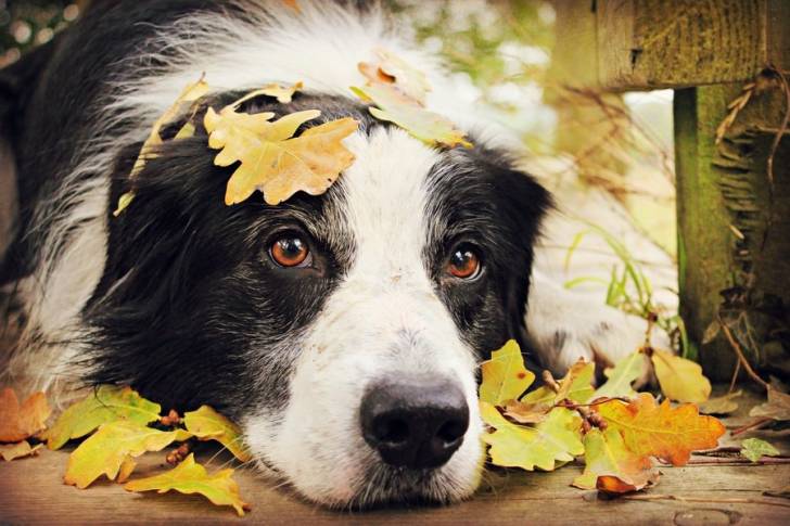 Jeniffer - Border Collie (4 ans)