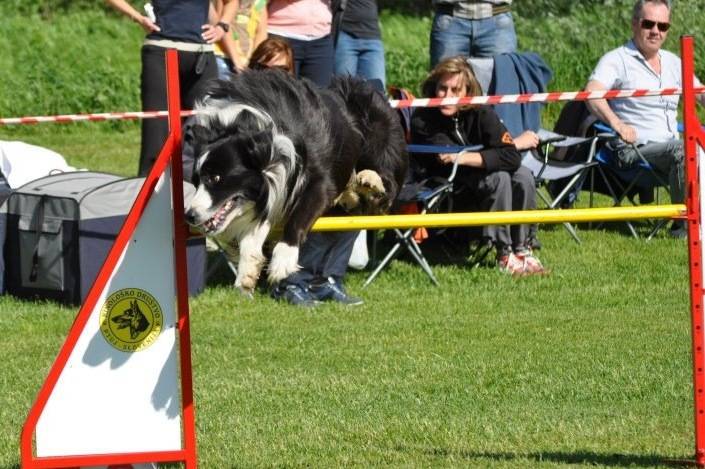 Dream - Border Collie (3 ans)