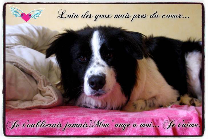 Enddy - Border Collie Mâle (4 ans)