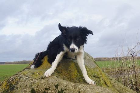 inca - Border Collie Mâle (6 mois)