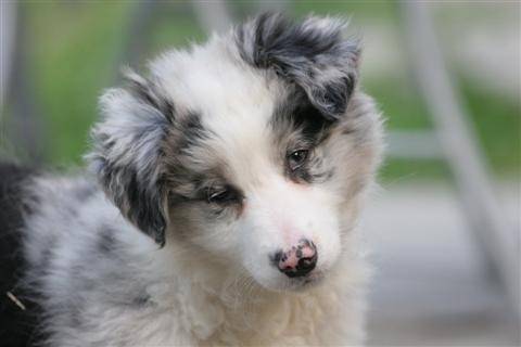 Belle - Border Collie (5 mois)