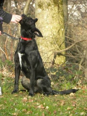 kalista - Border Collie (1 an)