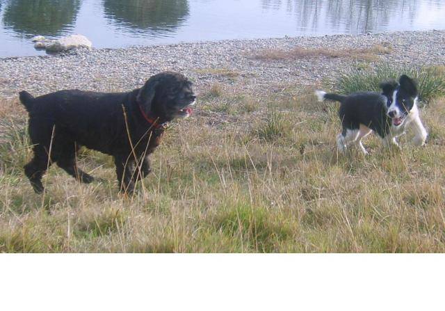 border collie , CORA agée de 2 mois et 1/2 - Border Collie (2 mois)