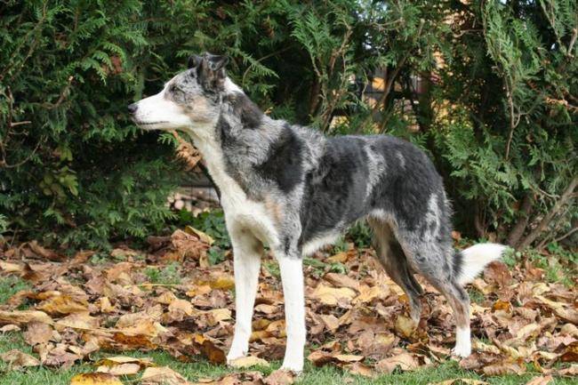 Layla femelle Border Collie - Border Collie