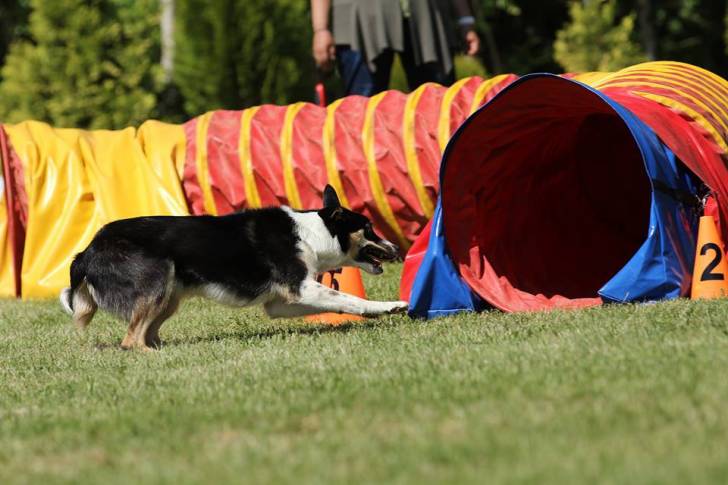 Happy - Border Collie (1 an)