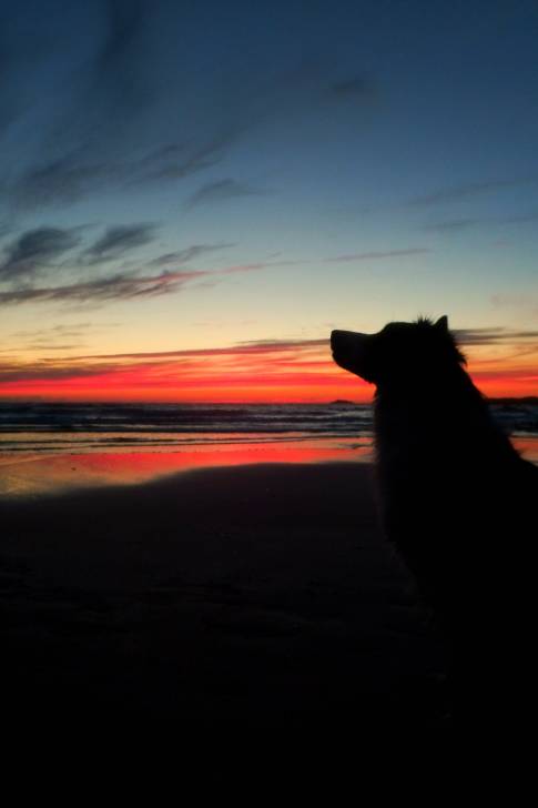 Millie - Border Collie (3 ans)