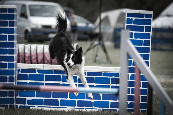 Millie - Border Collie (2 ans)