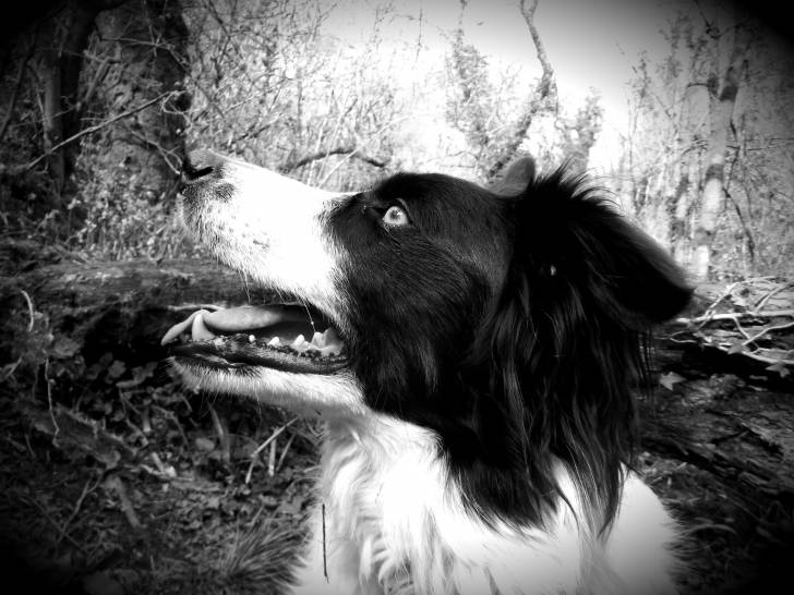 Millie - Border Collie (3 ans)