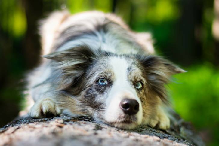 Un Border Collie bleu merle aux yeux bleus allongé sur un tronc d'arbre