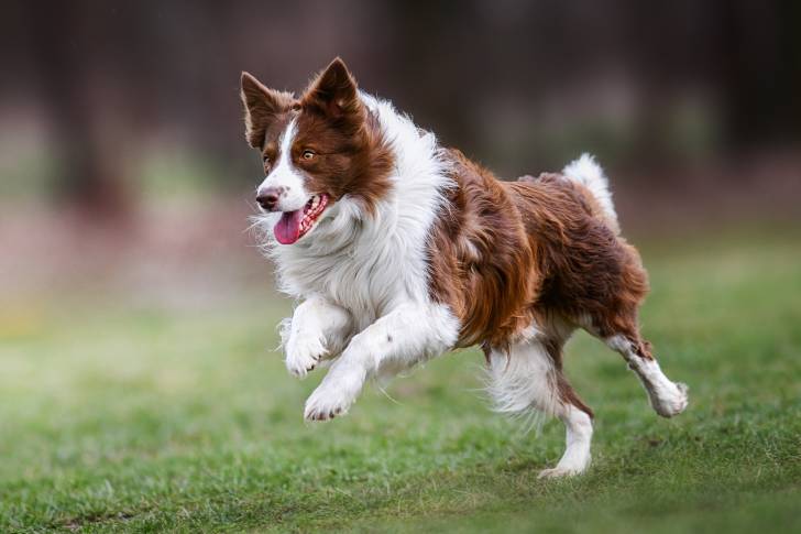 Un Border Collie brun en train de courir dans l'herbe