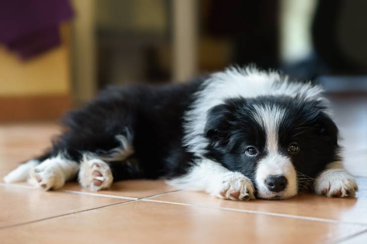 Un chiot Border Collie allongé dans le salon