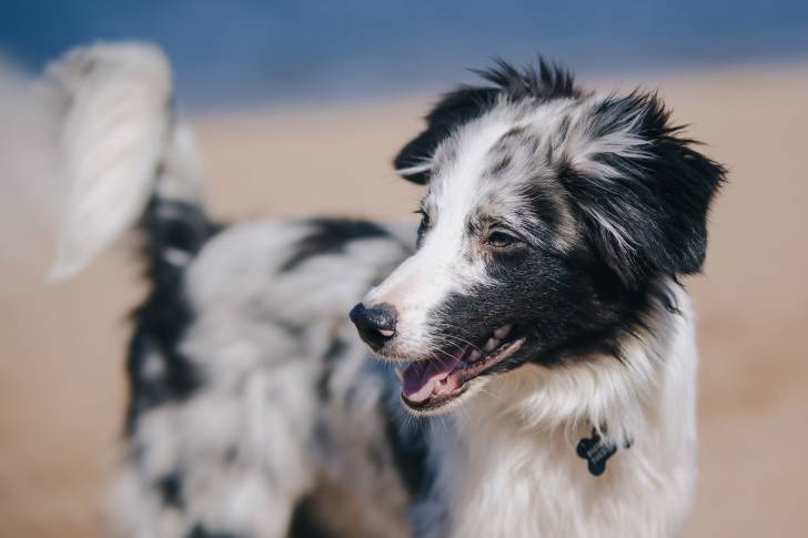 Photo Border Collie