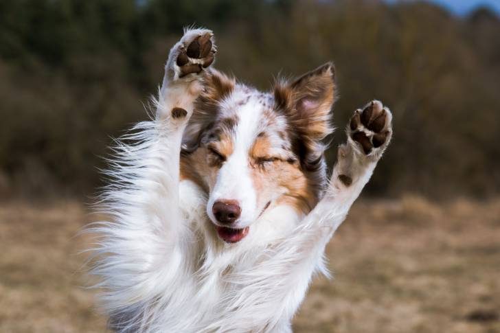 Photo amusante d'un Border Collie qui lève les pattes