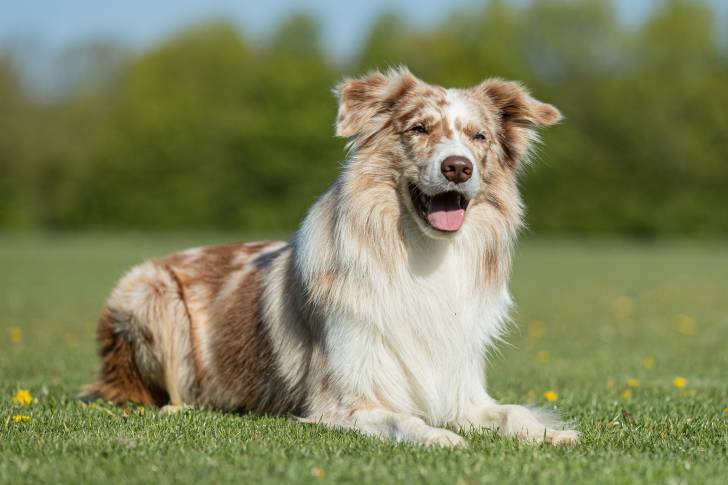 Un Border Collie rouge merle allongé dans l'herbe