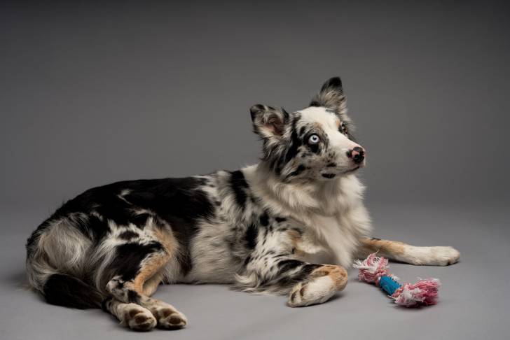 Photo Border Collie