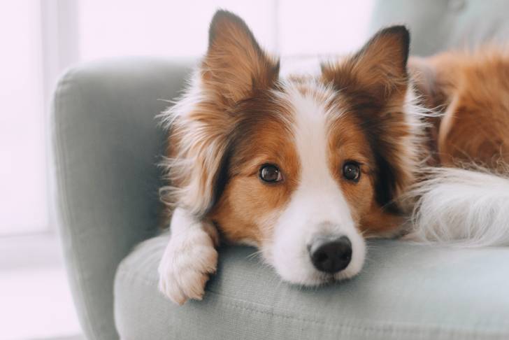Un Border Collie allongé sur un canapé gris