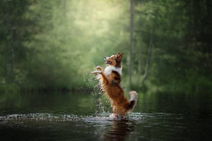 Un Border Collie en train de bondir dans l'eau