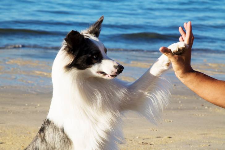 Photo Border Collie