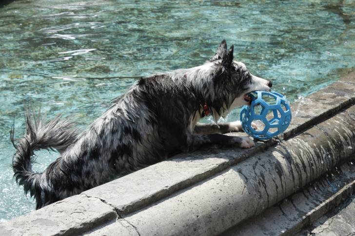Photo Border Collie