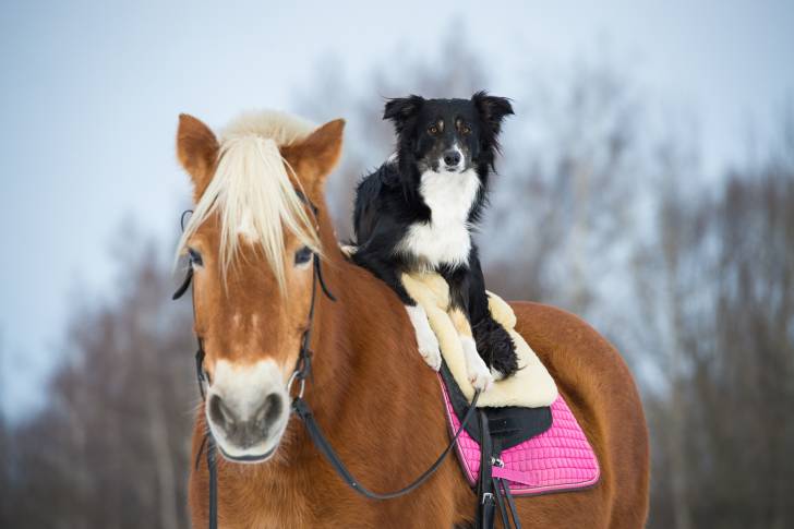 Un cheval brun et un Border Collie
