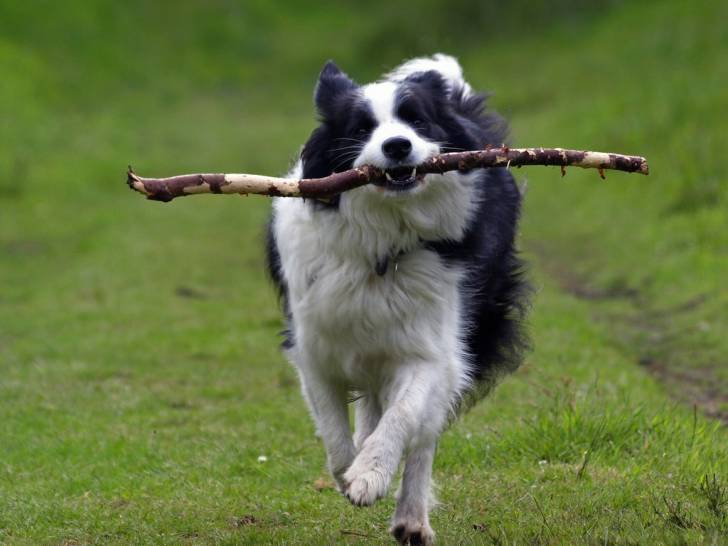 arthur - Border Collie Mâle (2 ans)