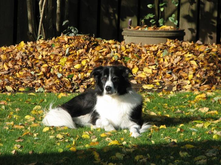 Rex - Border Collie Mâle (11 ans)