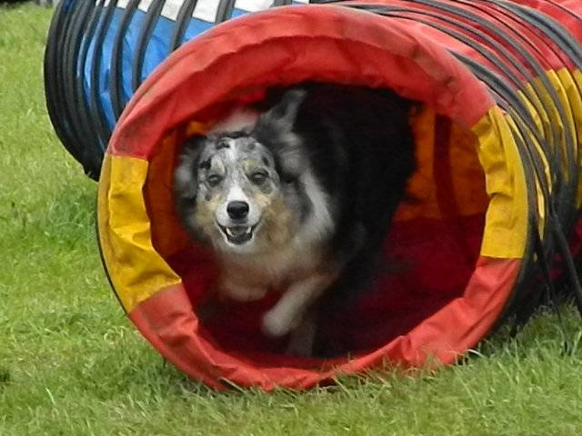 Taffy - Border Collie Mâle (6 ans)