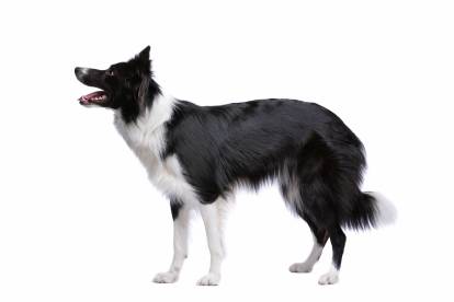 Un Border Collie sur fond blanc
