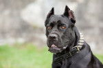 Photo Cane Corso