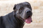 Photo Cane Corso