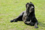 Photo Cane Corso