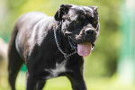 Photo Cane Corso