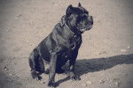 Photo Cane Corso