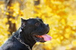 Photo Cane Corso