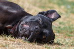 Photo Cane Corso