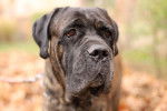 Photo Cane Corso