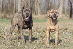 Photo Cane Corso