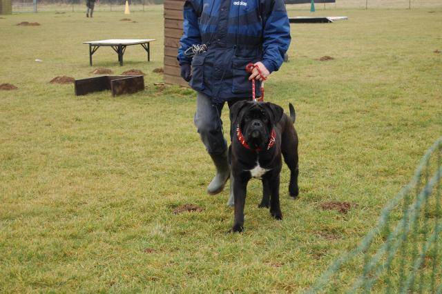 cane corso cerbere - Cane Corso