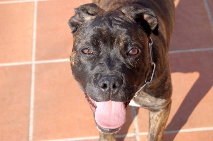 Photo Cane Corso