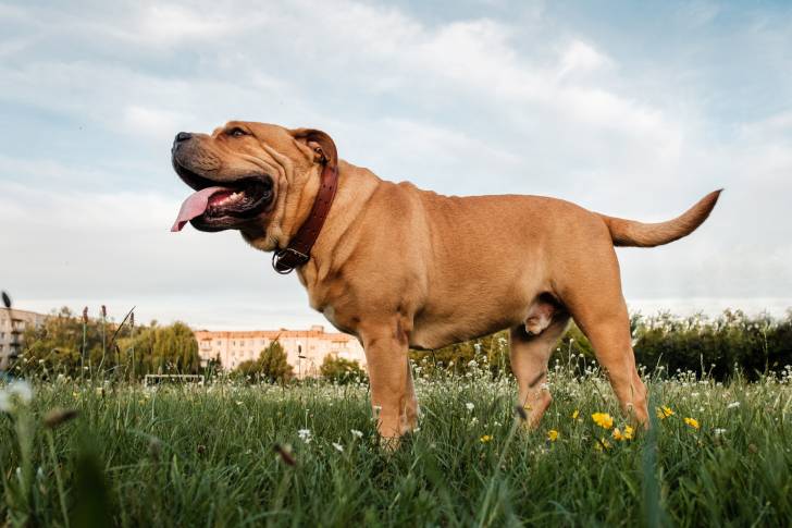 Photo Cane Corso
