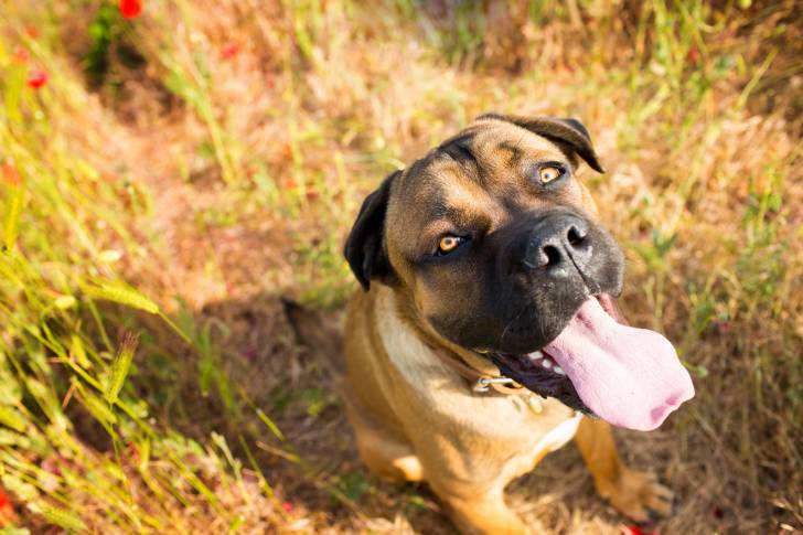 Photo Cane Corso