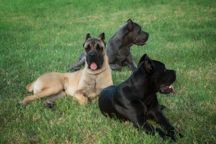 Photo Cane Corso