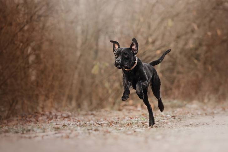Photo Cane Corso