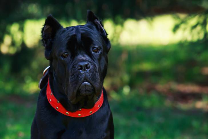 Photo Cane Corso
