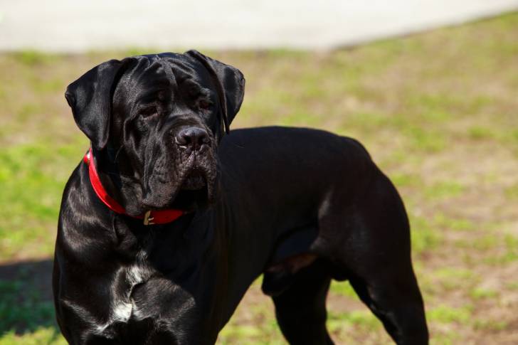 Photo Cane Corso